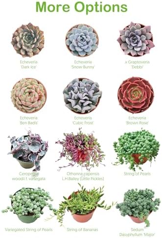 2-in Live Succulent Plants Trumpet Jade, Easy Care & Drought Tolerant - Image 2