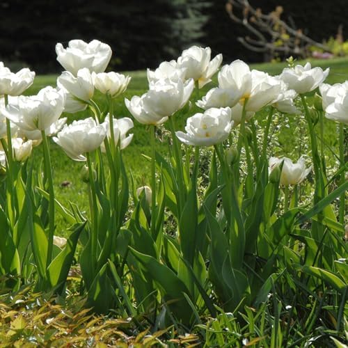 Garden State Bulb Double Late Mount Tacoma Tulip Flower Bulbs, 12/+ cm (Bag of 25) - Image 6