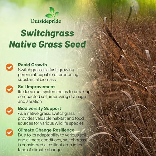 Outsidepride Switchgrass Seed - 25 lbs. Perennial Hardy, Drought & Flood Tolerant Native Grass Seed Ideal Fast-Growing Grasses for Erosion Control, Wildlife Forage & Food Plots, Thrives in Poor Soil - Image 4