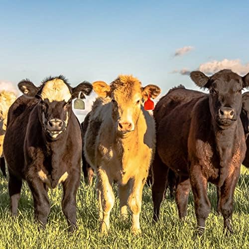 Outsidepride Perennial Ryegrass Seeds - 25 lb. Hardy & Fast-Growing, Cover Crop Seeds for Planting Glossy Dark Green Grass Leaves, Ideal for Hay Foraging, Pasture Grazing & Erosion Control - Image 2