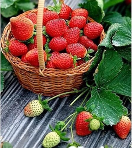 Fruit Seeds Variety Pack 1500pcs 6 Types – High Yield – 400pcs Strawberry, 200pcs Blueberry, 300pcs Raspberry, 300pcs Mulberry, 200pcs Cranberry,20 Cherry - Image 5