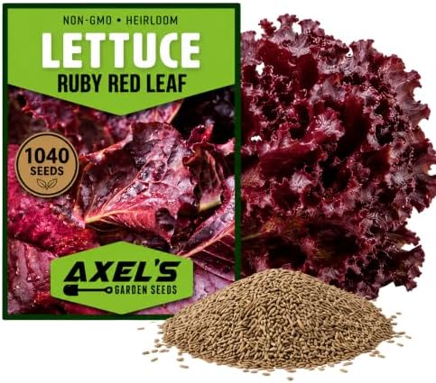 1,040+ Red Leaf Lettuce Seeds for Planting - Heirloom Non-GMO by Axel%27s+Garden+Seeds