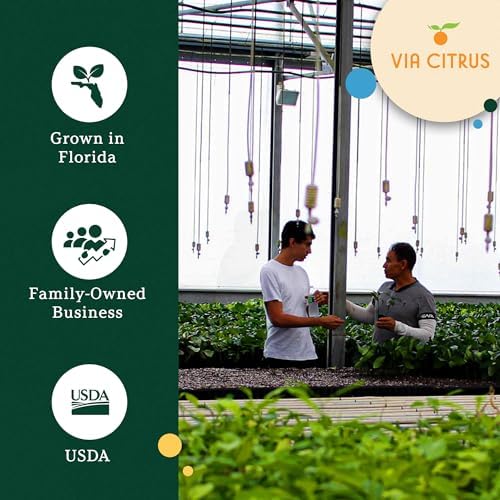 Ponderosa Lemon Tree Live Plant 13-22" Tall by Via Citrus - Image 6