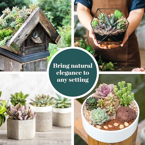 Shop Succulents Assorted Succulent Plant Pack Bulk Collection - Live Mini Succulent Plants, Low Maintenance, Mixture of Colors & Textures - Wedding and Party Favors, Gift & Garden, Pack of 32 - Image 5