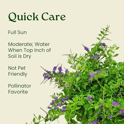 Tropical Plants of Florida - Duranta Sapphire Showers - Flowering Bush Plant - Overall Height 22" to 26" (Plant Only) - Image 6