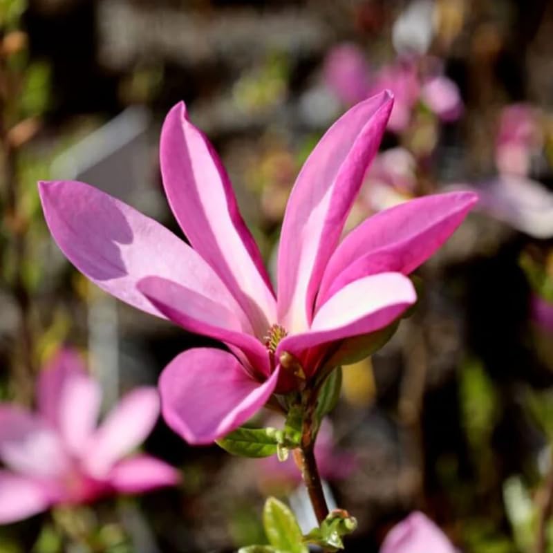 2 Ann Magnolia Trees Plants Live, Outdoor Landscape Tree - Image 5