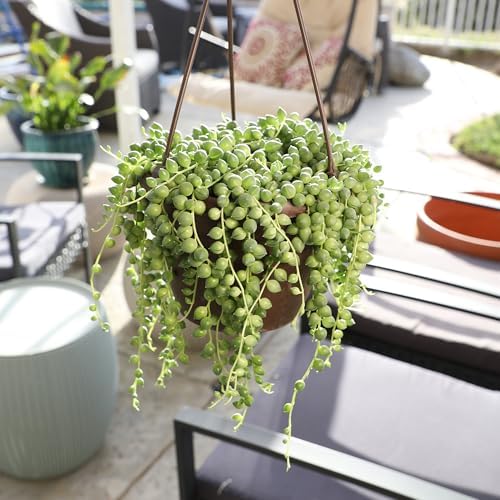 Live String of Pearls Succulent Plant Decor Hanging Basket, Real Succulents & Houseplants for Home or Office, Senecio Rowleyanus, Unique House Plants - Image 4