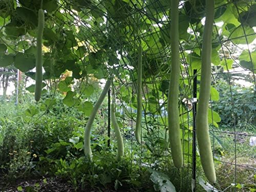 Cucuzzi (Italian Edible) Gourd Seed, Much Like Summer Squash (100, Seeds) by Unknown