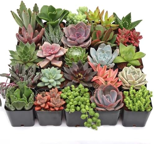 Mountain Crest Gardens Ultimate Succulent Variety Pack - 25 Unique Live Plants, Many Types, Rooted in 2 inch Pots - Indoor/Outdoor Real Succulents for Garden Decor, Favors, DIY Arrangements by MountainCrestGardens