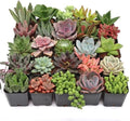 Mountain Crest Gardens Ultimate Succulent Variety Pack - 25 Unique Live Plants, Many Types, Rooted in 2 inch Pots - Indoor/Outdoor Real Succulents for Garden Decor, Favors, DIY Arrangements by MountainCrestGardens