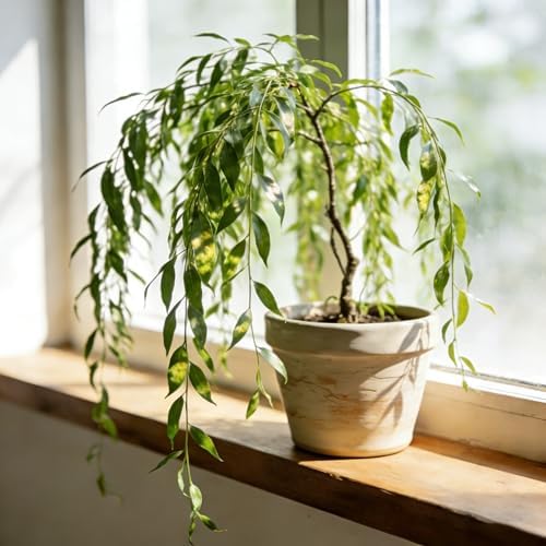 Weeping Willow Bonsai Tree Seed for Palnting, 20 Salix Babylonica Seeds, Perennial Plants, Non-GMO Heirloom Weeping Willow Seeds for Indoor Home Bonsai Outdoor - Image 4