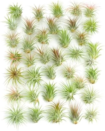 Shop Succulents Ionantha Tillandsia Air Plants, Assorted Mini Live Indoor Plants for Home Decor & Gifts, Low Maintenance, Natural Air Purifier, Hanging Plants, Favors, Terrarium Plants, Pack of 100 by ShopSucculents