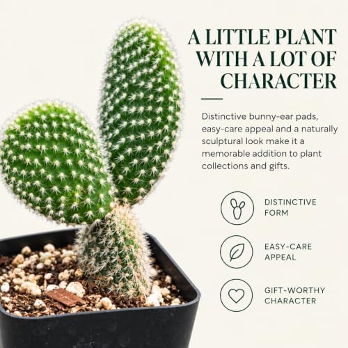 Opuntia White Bunny Ear Cactus Live Plant - Indoor Outdoor Succulent Gift - Image 4