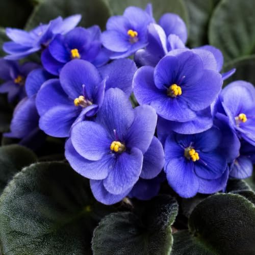 Blue African Violets Live Plant Bare Root, Easy Care Violets Plant Live - Image 3