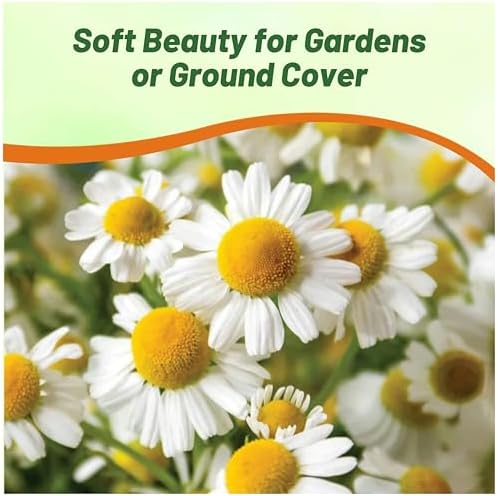 Outsidepride Roman Chamomile Seeds - 50000 Pcs Perennial, Drought Tolerant, Self-Seeding & Versatile, Herb Seeds for Planting Sweet Scented Daisy-Like Blooms, Ideal for Slopes & Pollinator Gardens - Image 4