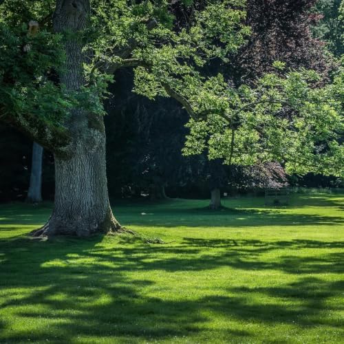 Shade Pro Grass Seed (10LBS) — Fine Fescue & Ryegrass Blend for Shaded Lawns — Thrives in Low-Light Areas — Dark Green, Dense Turf - Image 4