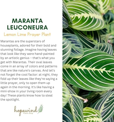 Live Plant, Lemon Lime Maranta Prayer Plant, Pet Friendly, Pet Safe, Air Purifying Plant, Easy Care, Live Indoor Plant, Houseplant, Rare Indoor Plant, Perfect Gifrt, 4 inch White Pot - Image 6