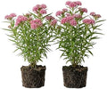 Set 2 Pink Milkweed Plants Live Perennial Asclepias Flower Plants Fragant Milkweed Flowers Well Rooted 4-7 Inch Tall by MocNursery