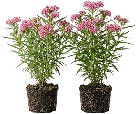 Set 2 Pink Milkweed Plants Live Perennial Asclepias Flower Plants Fragant Milkweed Flowers Well Rooted 4-7 Inch Tall by MocNursery
