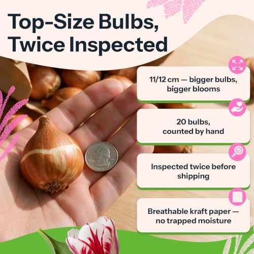20 Red & White Tulip Bulbs Triumph Holiday Mixture Tulipa - Image 3