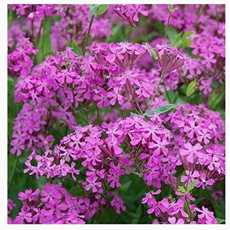 Low Rainfall, Dry Area Wildflower Seed Mix - Annuals and Perennials - Image 2