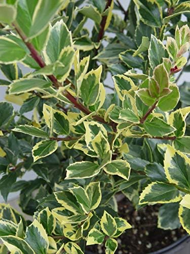 Ilex X meserveae 'Honey Maid' (Varigated Holly) Evergreen, yellow & blue/green varigated foliage, 2 - Size Container - Image 4