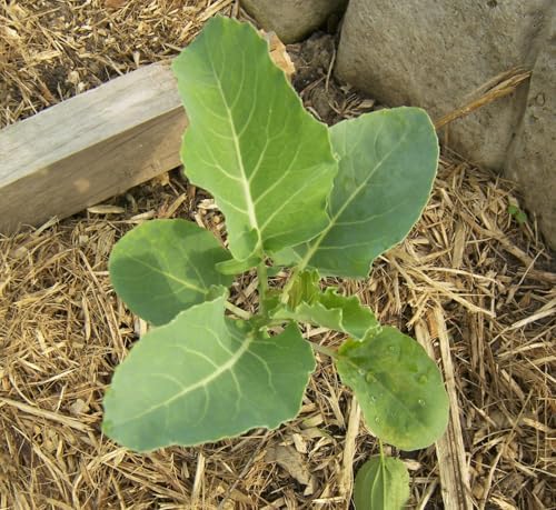 Cheddar Cauliflower Live Plant, 4 to 6 Inches Tall, Ready for Garden Planting, Pack of 2 - Image 2