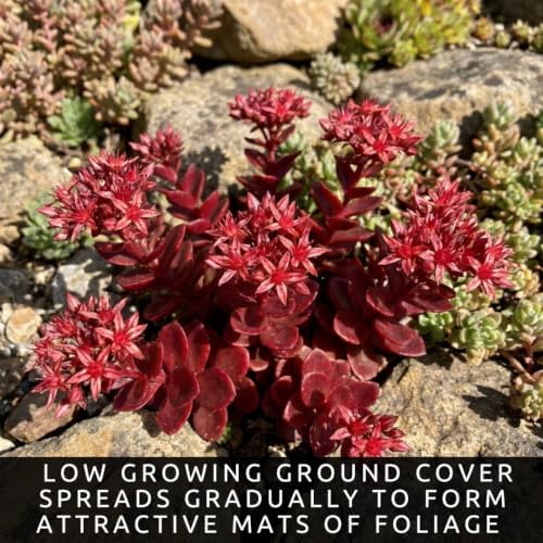 Cherry Red Stonecrop Sedum Live Plant Plugs, Hardy Succulent Ground Cover, Drought Tolerant Perennial, Easy Care Red Sedum for Rock Gardens, Borders & Landscaping (5 Starter Plugs) - Image 3