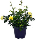 Live Plant from Green Promise Farms Flower Carpet Roses ROSA `FLOWER CARPET YELLOW` Yellow Flower Shrub #2 Size Container Yellow/Cream by GreenPromiseFarms