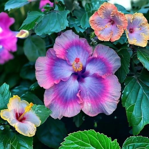 105+ Annual Mixed Hibiscus Flower for Planting Outdoor-Perennials Hibiscus Garden Plants by GardenGlorySeed