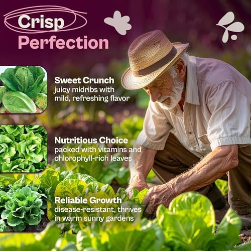 SVI 3750 Parris Island Cos Romaine Lettuce Seeds (Lactuca Sativa) – Green Leaf Lettuce Romaine Seed Packets – Disease Resistant, Heirloom Vegetable Seeds for Outdoor Vegetable Garden - Image 3