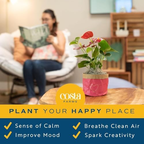 Costa Farms Bromeliad, Live Indoor Plant, Easy Care, Home Decor - Image 4