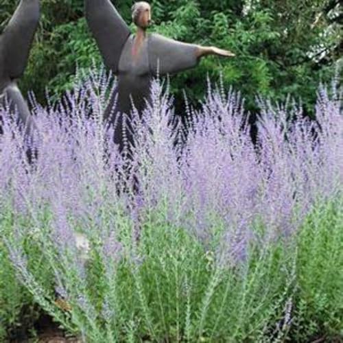 Perovskia atriplicifolia (Russian Sage) Live Perennial, Size-Quart, Summer Blooming Blue-Violet Spikes, Heat Tolerant, Aromatic Stems, Zones 5-9 - Image 7