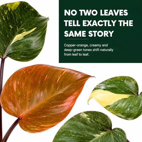 Philodendron Orange Princess Live Plant, Rare Variegated Houseplant - 4" - Image 2