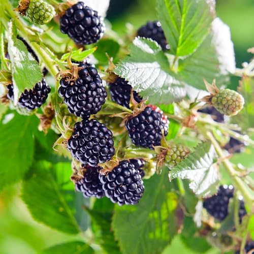 Perfect Plants Big Daddy BlackBerry, 1 Gallon, Thornless Bush - Image 3