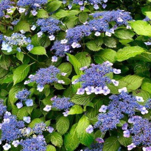 Rare Assorted Random Hydrangea Bush Live Plant, Hardy Shrub, 5-9 Inch Tall - Image 3