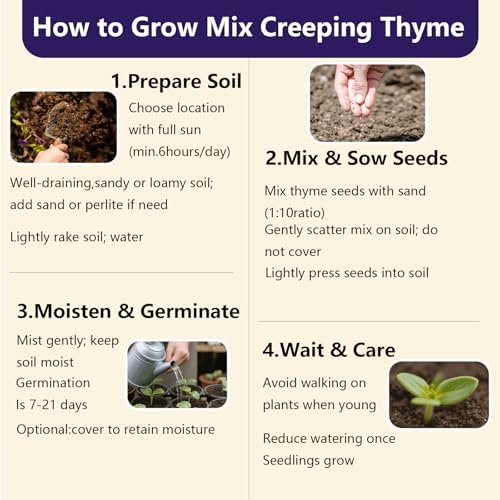 32000+ Mix Creeping Thyme Seeds, Ground Cover for Lawns & Gardens - Image 4