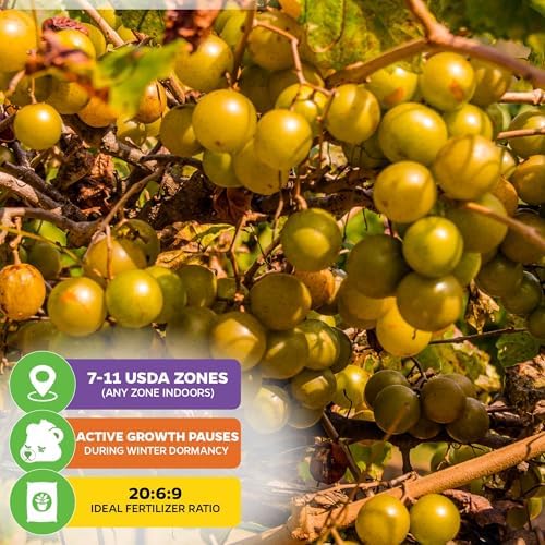 Welder Muscadine Grape Vine (2-Pack) Live Plant by Wellspring Gardens - Image 5