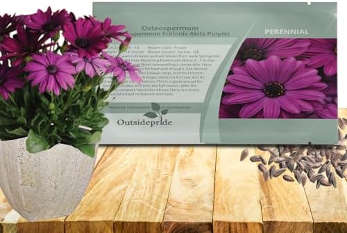 Outsidepride Purple Osteospermum African Daisy Seeds - 10 Pcs. Perennial Flower Seeds for Planting Outdoors with Long-Lasting Blooms, Drought-Tolerant, Easy to Grow for Sunny Gardens & Borders by Outsidepride