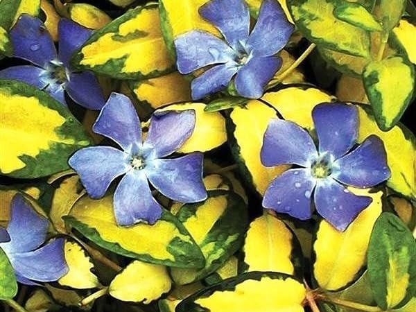 Greenwood Nursery: Live Ground-Cover Plants - Vinca Minor ‘Illumination’ + Lesser/Dwarf Periwinkle - [Qty: 3X Pint Pots] - (Click for Other Available Plants/Quantities) by GreenwoodNursery