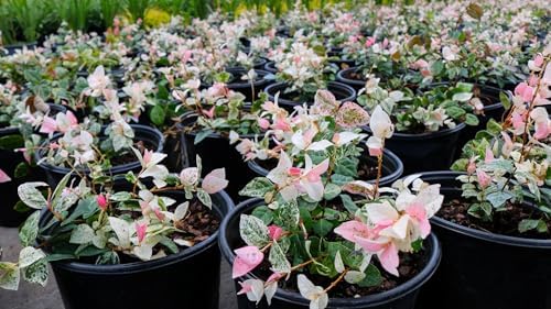 American Plant Exchange Snow & Summer Jasmine – 6-Inch with Pot – Live Fragrant Flowering Climbing Vine, Ideal for Trellises, Garden Beds, or Patio Decor - Image 3