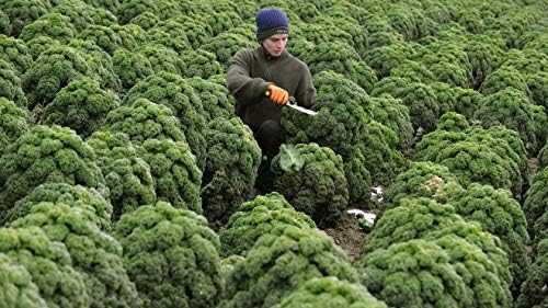 300+ Seeds Bush Kale Giant Cabbage - Vegetable Green - Image 6