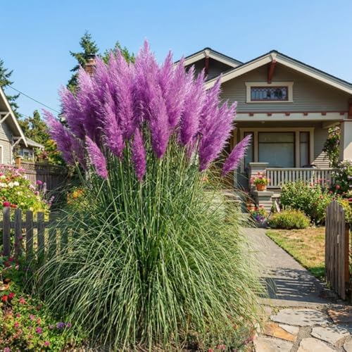 200 Purple Pampas Grass Garden Seeds, Garden Grasses - Image 5