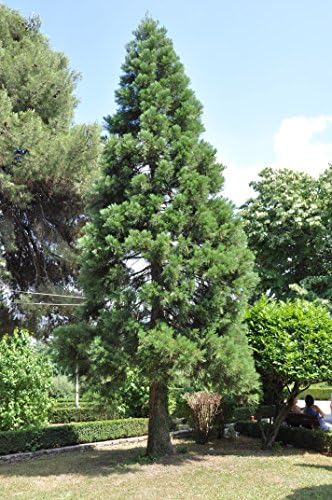 Giant Sequoia | Small Tree Seedling | The Jonsteen Company - Image 5