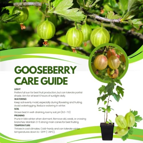 Gooseberry Plant Live, Cold Hardy Berry Bush, 5-10 Inch Tall - Image 4