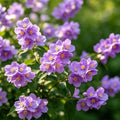 110+ Climbing Jasmine Seeds, Fragrant Perennial Flowering Vine for Outdoor Garden Trellis, Aromatherapeutic Jasminum Officinale Plants for Vertical Gardening by BuggyBeds