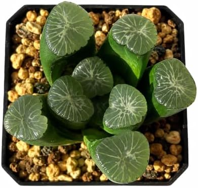 Haworthia maughanii Live Succulent Plant 2-2.5 Inch, Rare Window Leaf Succulent Bare Root No Pot, Low Maintenance Indoor Houseplant for Decorative Planters, Office Desk, Home Botanical Collection by THEONEBLOOM
