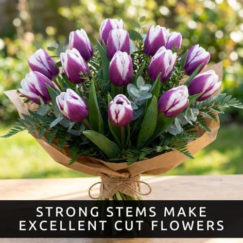 Purple and White Tulip Bulbs for Planting - Purple Flaming Flag Tulips, Perennial Blooms for Landscape Garden or Container Growing (25 Bulbs) - Image 6