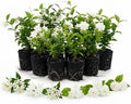 2 Mix Jasmine Live Plants, Fragrant Flowering Shrubs, 4-6" Tall by Unknown
