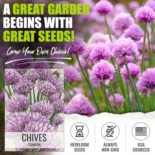 Seed Needs Common Chives Seeds to Plant an Herb Garden - 5 Packs - Image 2
